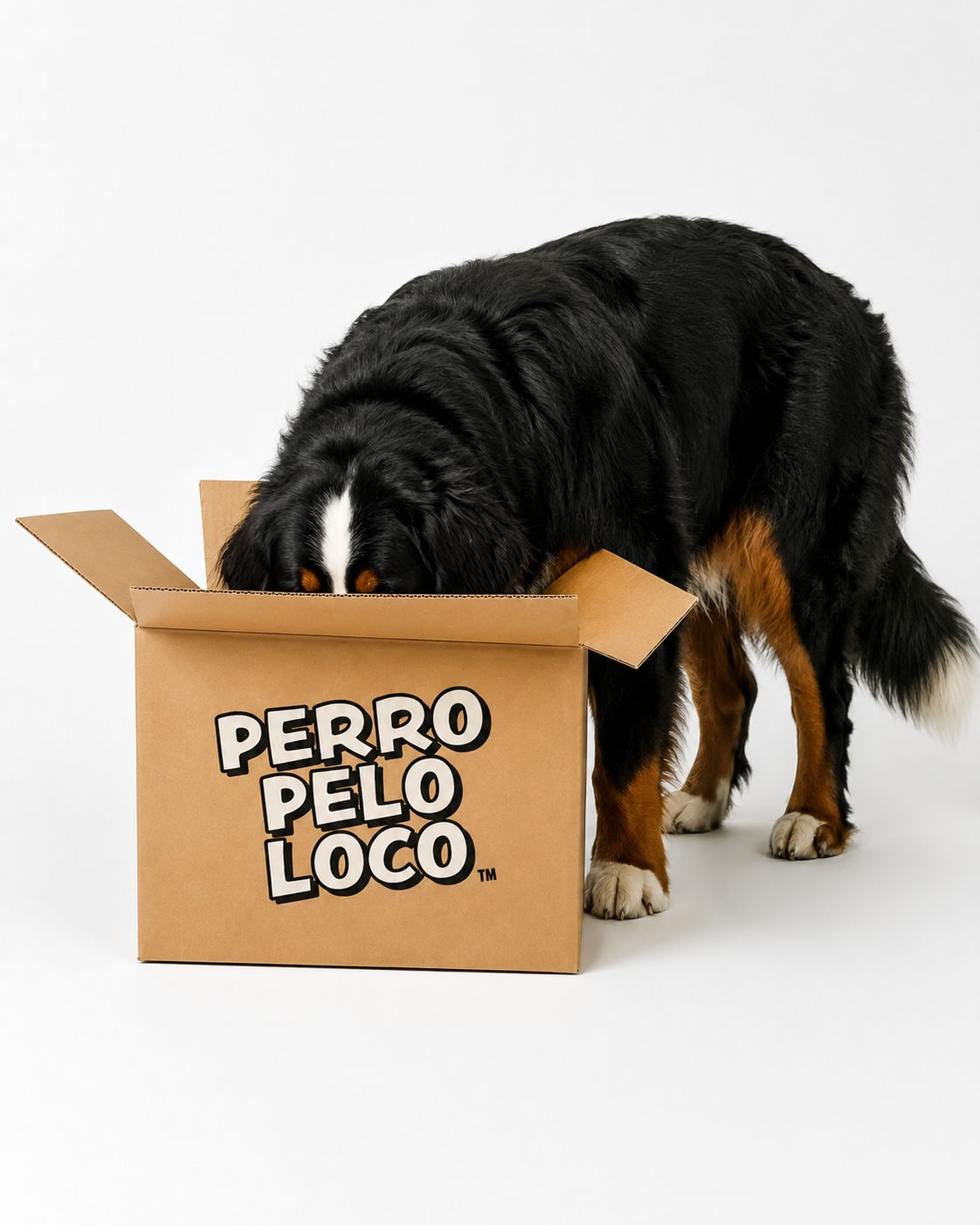 Perro descubriendo una caja de Perro Pelo Loco